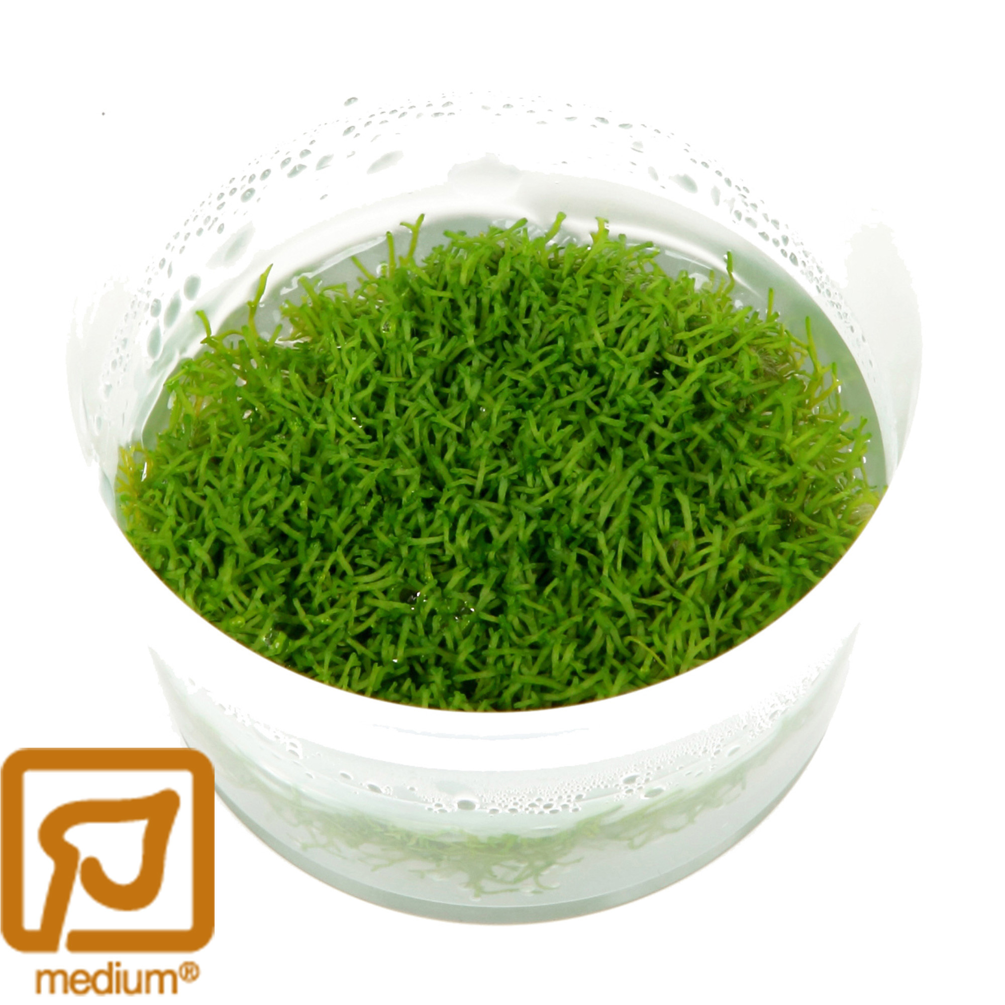 Restplant - Riccia fluitans - 1-2-Grow!