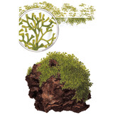 Restplant - Riccia fluitans - 1-2-Grow!