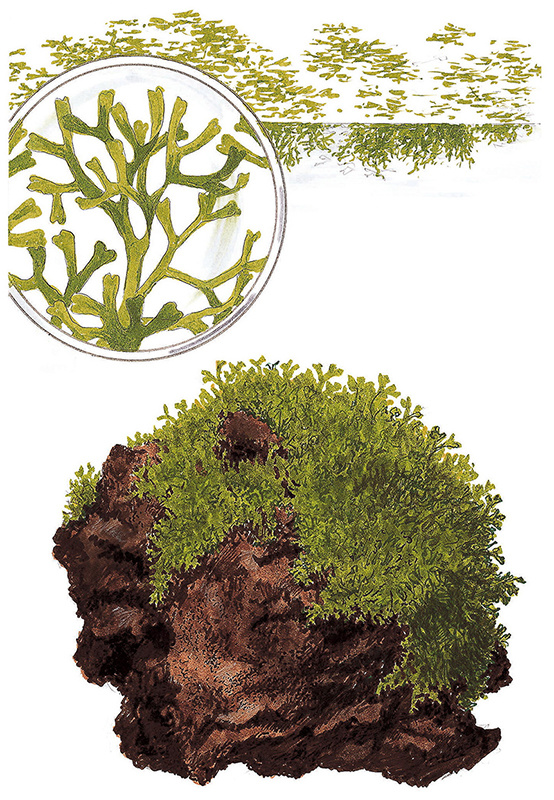 Restplant - Riccia fluitans - 1-2-Grow!