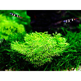 Restplant - Riccia fluitans - 1-2-Grow!