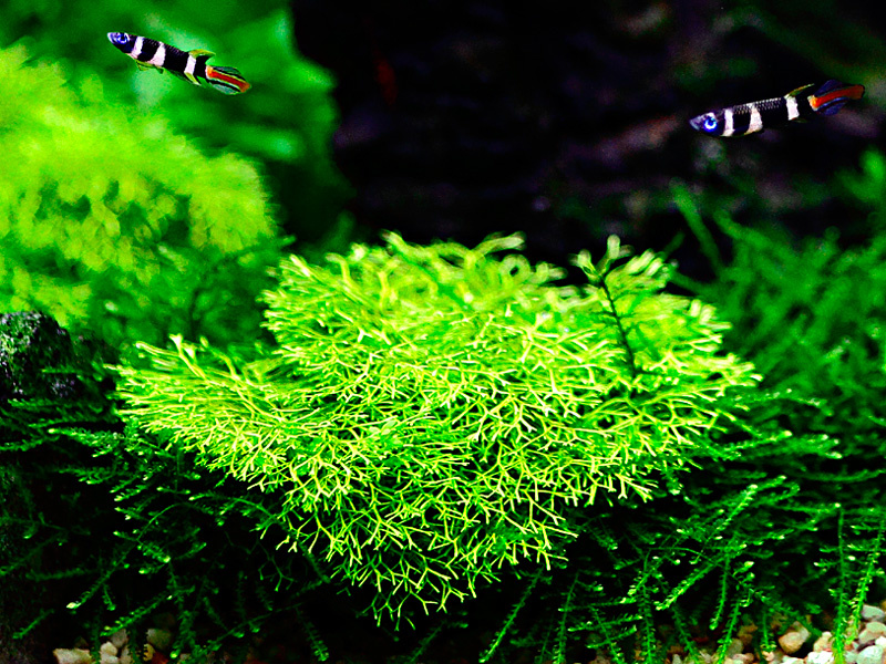 Restplant - Riccia fluitans - 1-2-Grow!