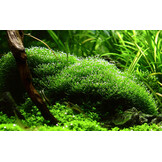 Restplant - Riccia fluitans - 1-2-Grow!