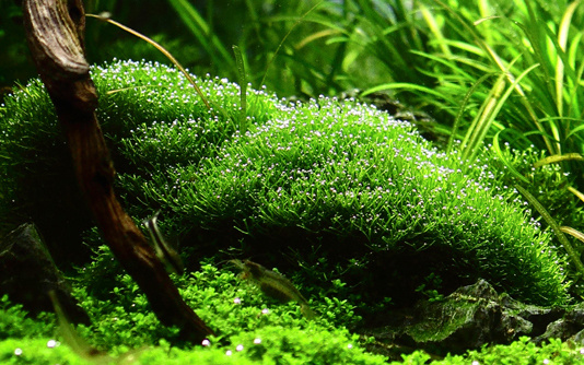 Restplant - Riccia fluitans - 1-2-Grow!