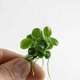 Anubias barteri Mini Coin - 1-2-Grow