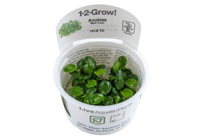 Anubias barteri Mini Coin - 1-2-Grow