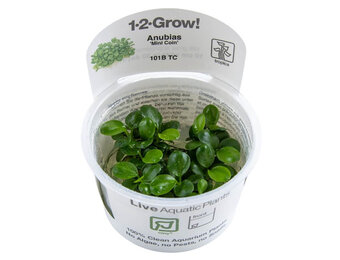 Anubias barteri Mini Coin - 1-2-Grow
