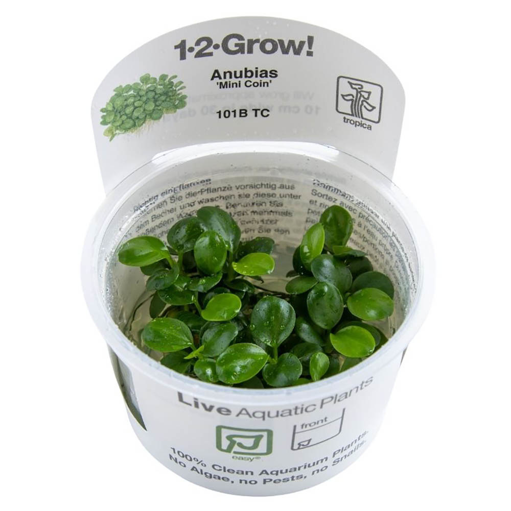 Anubias barteri Mini Coin - 1-2-Grow