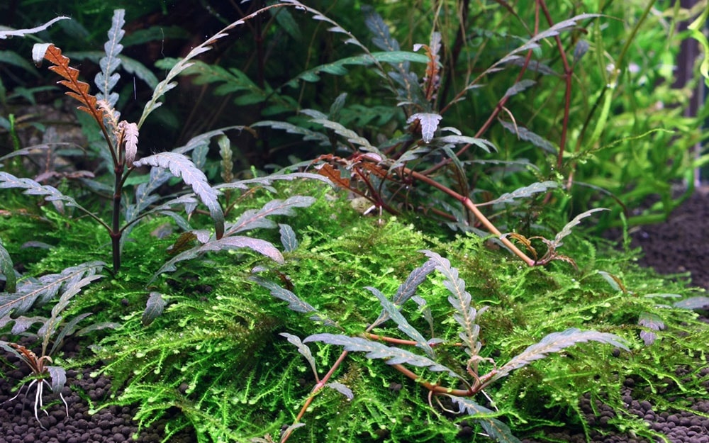 Hygrophila pinnatifida - 1-2-Grow!