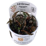 Hygrophila pinnatifida - 1-2-Grow!