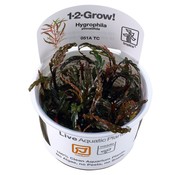 Tropica Hygrophila pinnatifida - 1-2-Grow!