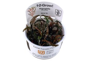 Hygrophila pinnatifida - 1-2-Grow!