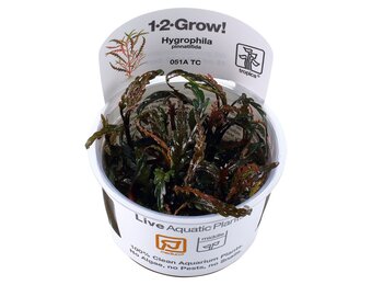 Hygrophila pinnatifida - 1-2-Grow!
