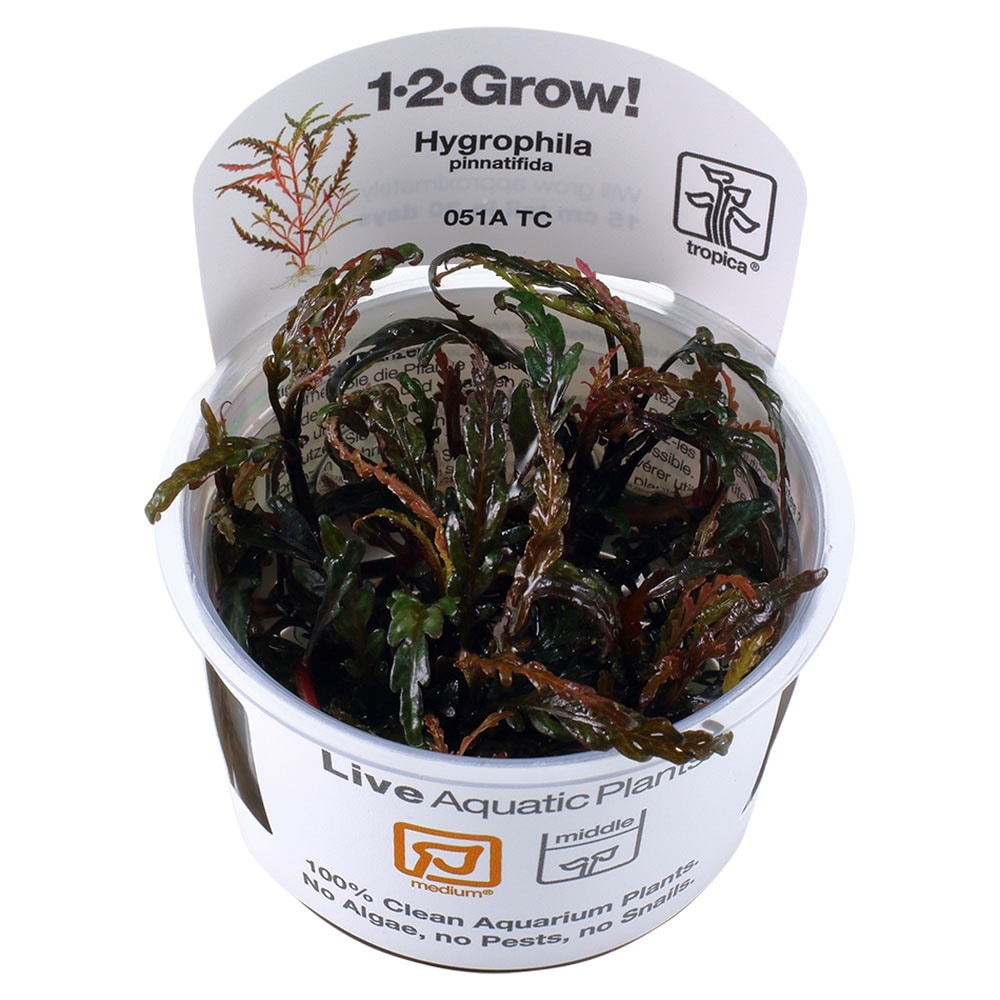 Hygrophila pinnatifida - 1-2-Grow!