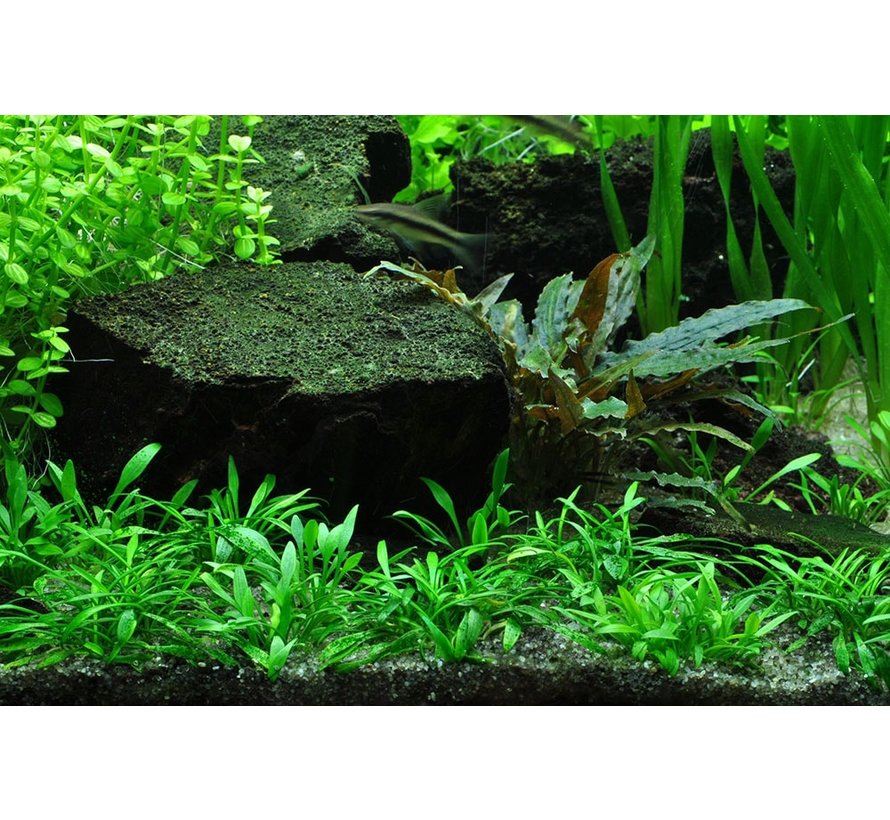 Cryptocoryne parva - 1-2-Grow!