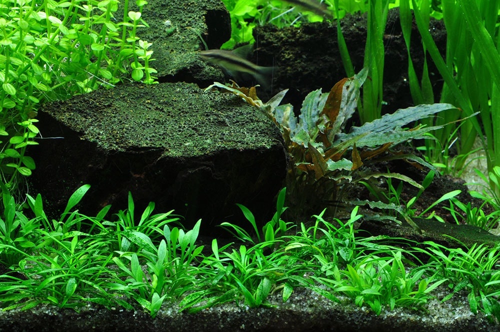 Cryptocoryne parva - 1-2-Grow!