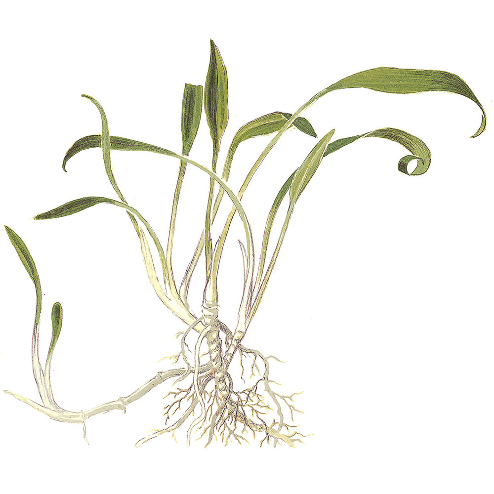 Cryptocoryne parva - 1-2-Grow!