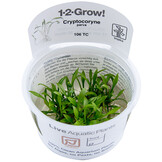 Cryptocoryne parva - 1-2-Grow!