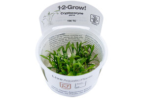 Cryptocoryne parva - 1-2-Grow!