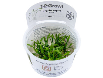 Cryptocoryne parva - 1-2-Grow!