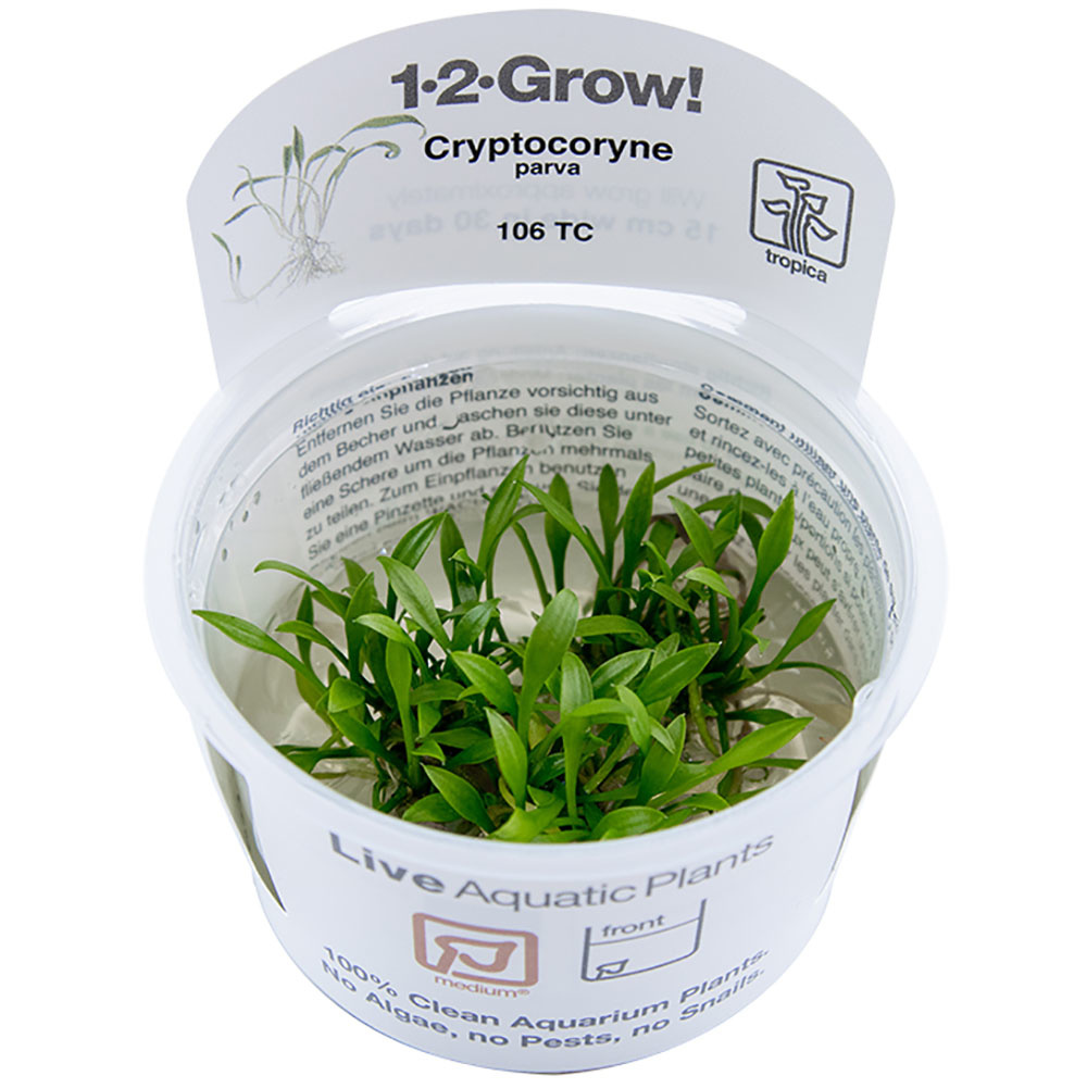 Cryptocoryne parva - 1-2-Grow!