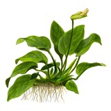 Anubias barteri nana - 1-2-Grow!