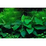 Anubias barteri nana - 1-2-Grow!