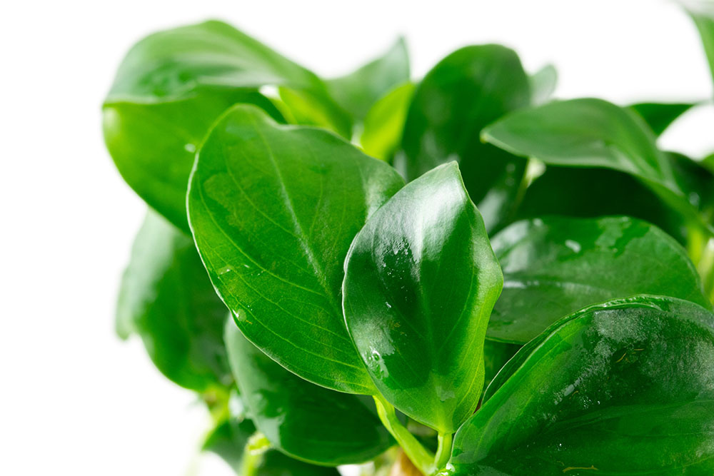 Anubias barteri nana - 1-2-Grow!