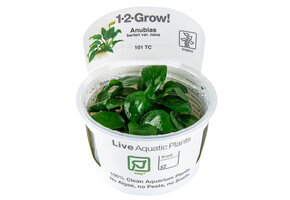 Anubias barteri nana - 1-2-Grow!