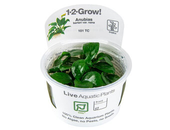 Anubias barteri nana - 1-2-Grow!
