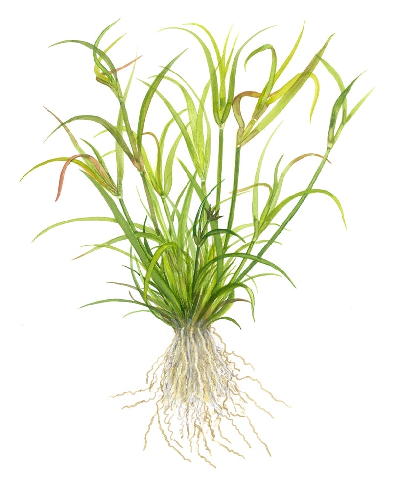 Juncus repens - 1-2-Grow!