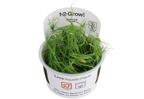 Juncus repens - 1-2-Grow!