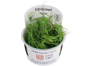 Juncus repens - 1-2-Grow!