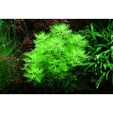 Hottonia palustris - 1-2-Grow!