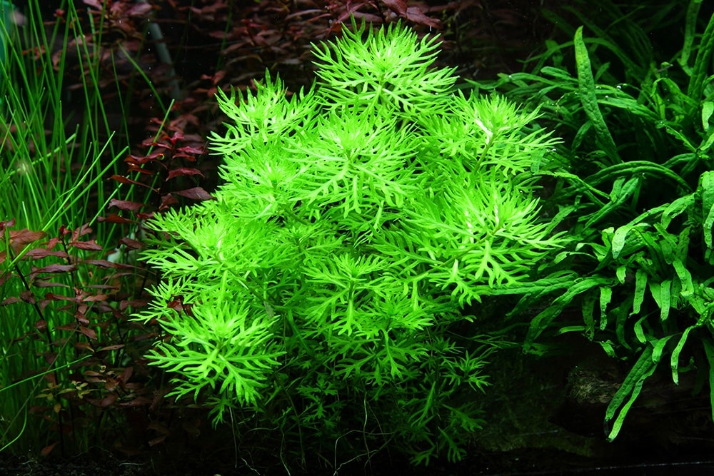 Hottonia palustris - 1-2-Grow!