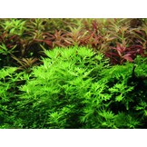 Hottonia palustris - 1-2-Grow!
