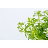 Hottonia palustris - 1-2-Grow!