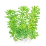 Hottonia palustris - 1-2-Grow!