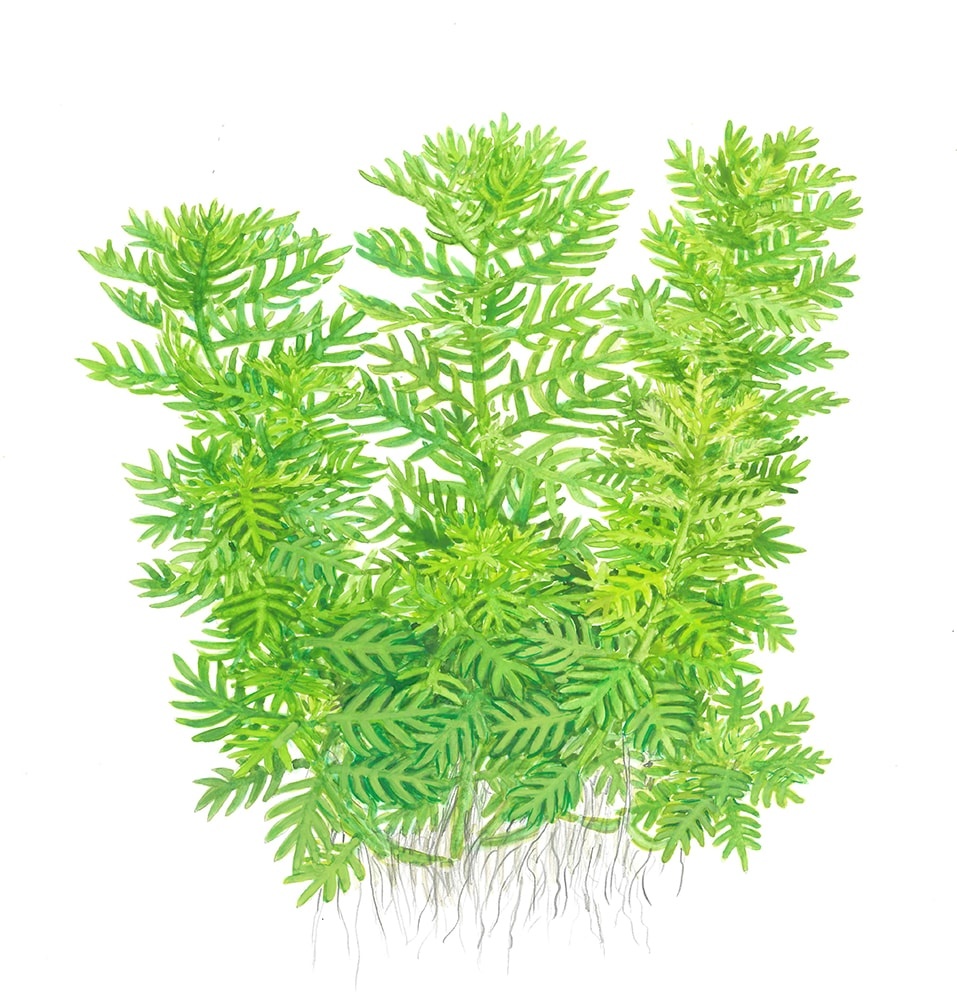 Hottonia palustris - 1-2-Grow!