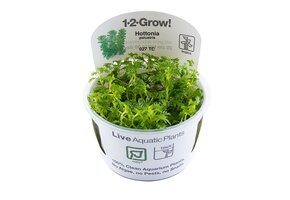 Hottonia palustris - 1-2-Grow!