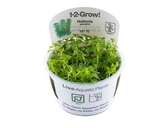 Hottonia palustris - 1-2-Grow!