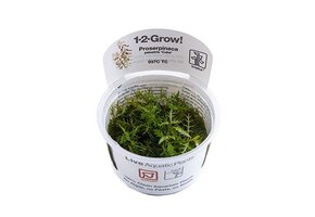 Proserpinaca palustris Cuba - 1-2-Grow!
