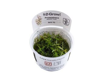 Proserpinaca palustris Cuba - 1-2-Grow!