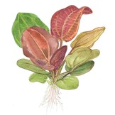 Echinodorus Reni - 1-2-Grow!