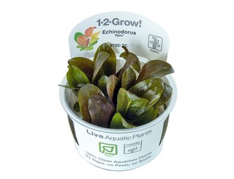 Echinodorus Reni - 1-2-Grow!