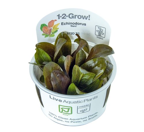 Tropica Echinodorus Reni - 1-2-Grow!