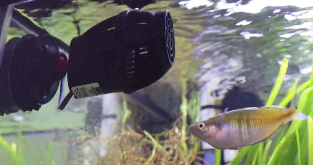 Stromingspomp in het aquarium?