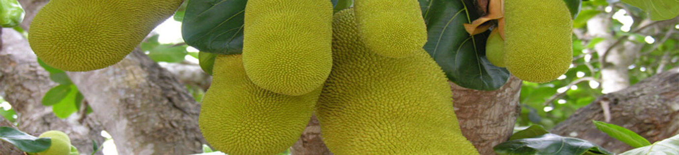 De voordelen van jack fruit bladeren in het aquarium!