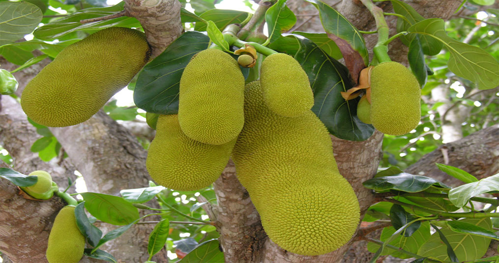 De voordelen van jack fruit bladeren in het aquarium!