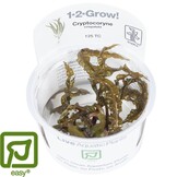 Restplant - Cryptocoryne crispatula - 1-2-GROW!