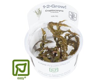 Restplant - Cryptocoryne crispatula - 1-2-GROW!